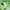 Pure Tea Tree Oil for Skin - 100% Pure Tea Tree Essential Oil for Scalp Care Aromatherapy and Natural Cleaning Solution - Super Potent AAA Non GMO Australian Tea Tree Oil for Hair Skin and Nails